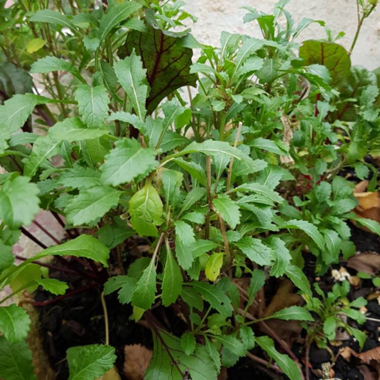 Plant image Eruca sativa 'Wasabi'