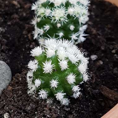 Mammillaria Vetula ssp. Gracillis