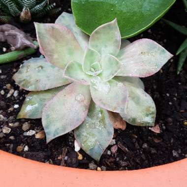 Graptopetalum Purple Haze