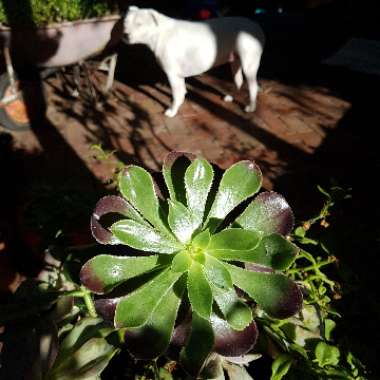 Aeonium Arboreum Atropurpureum