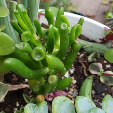 Crassula ovata