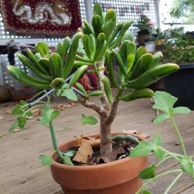 Crassula ovata