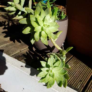 Sedum 'Pat's Pink' syn. Sedeveria 'Pat's Pink', Sedum 'Pam's Pink'