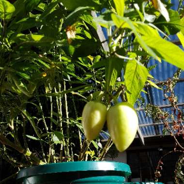 Solanum Muricatum