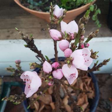 Prunus persica 'Valley Red'