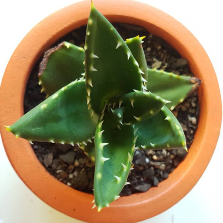 Plant image Aloe Distans