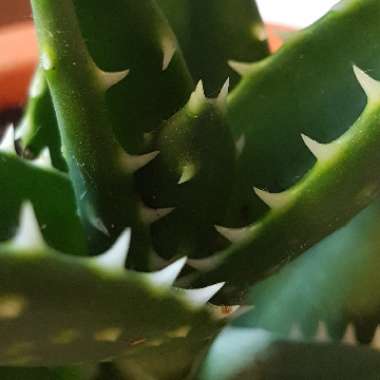 Aloe Distans