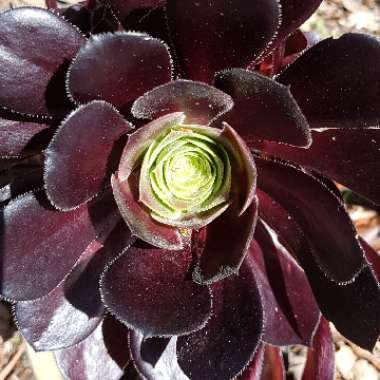 Aeonium Simsii x Zwartkop