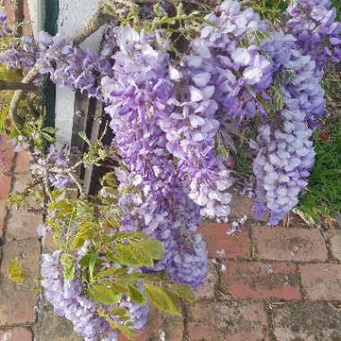 Wisteria sinensis