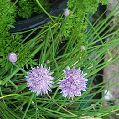 Allium schoenoprasum