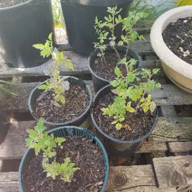 Solanum Lycopersicum 'Tiny Tim'