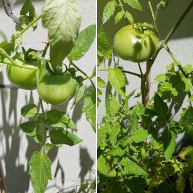 Solanum Lycopersicum 'Grosse Lisse'