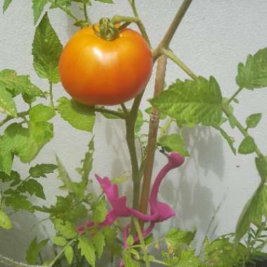 Solanum Lycopersicum 'Grosse Lisse'