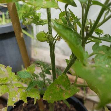 Solanum Lycopersicum 'Tiny Tim'