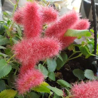 Acalypha reptans