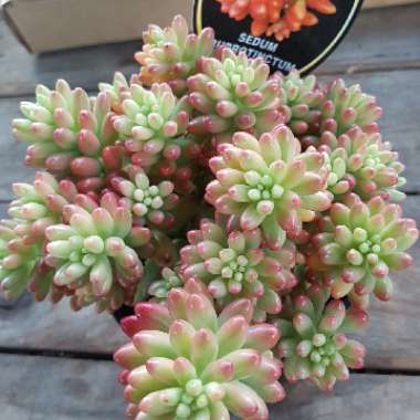 Sedum Rubrotinctum