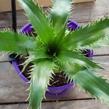 Eryngium agavifolium