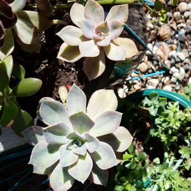 Graptopetalum Purple Haze