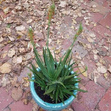 Aloe dwarf hybrid var. 'X5' Porcupine