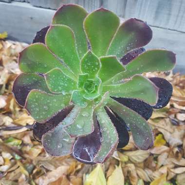 Aeonium Arboreum Atropurpureum