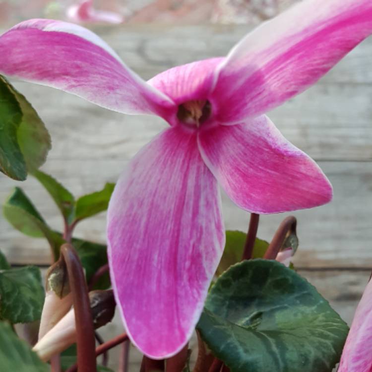 Plant image Cyclamen purpurascens syn. Cyclamen europaeum