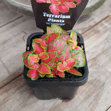 Fittonia 'Pink Ruby Lime'