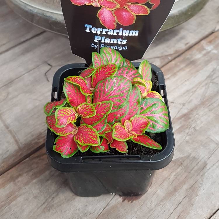 Plant image Fittonia 'Pink Ruby Lime'