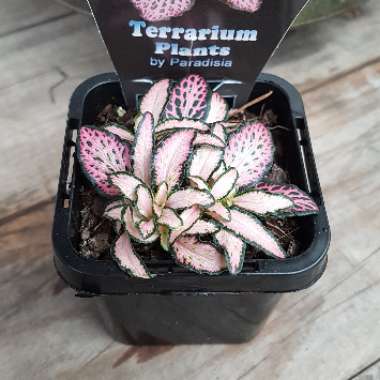 Fittonia verschaffeltii 'Pink Star'