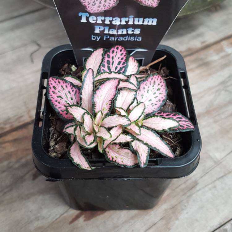 Plant image Fittonia verschaffeltii 'Pink Star'