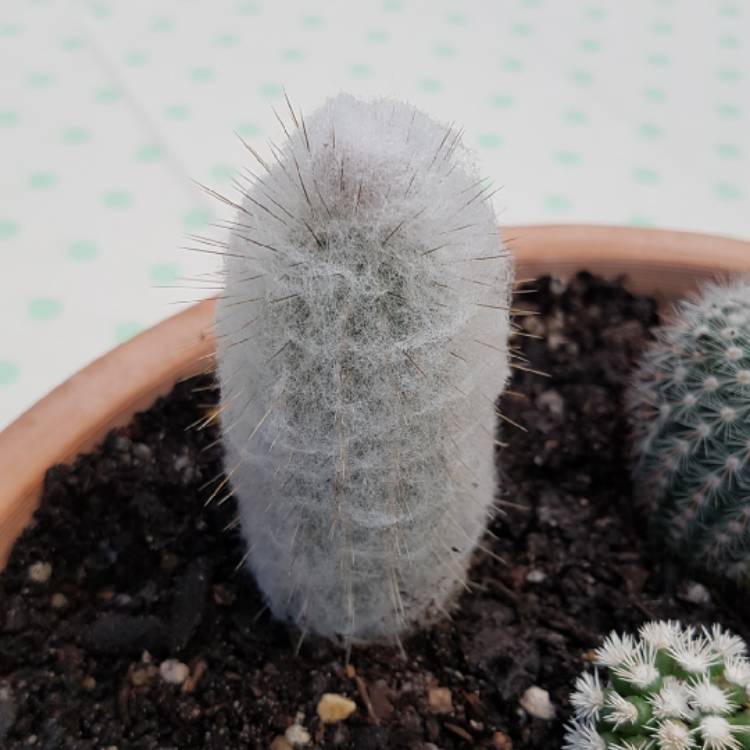 Plant image Espostoopsis dybowskii syn. Cephalocereus dybowskii