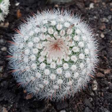 Notocactus succineus var. albispinus syn. Parodia scopa f. albiseta