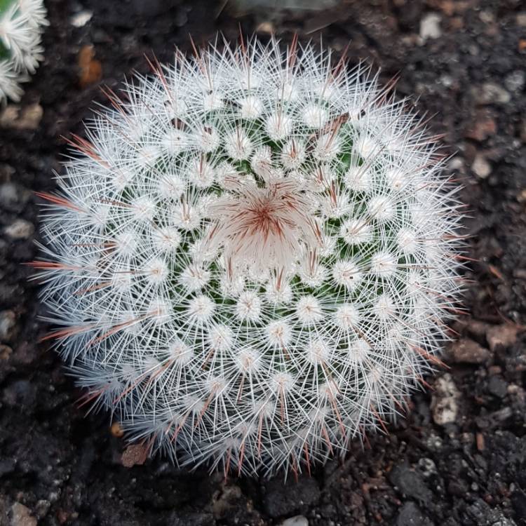 Plant image Notocactus succineus var. albispinus syn. Parodia scopa f. albiseta