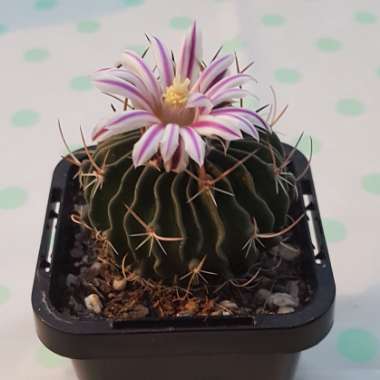 Stenocactus hastatus syn. Echinofossulocactus hastatus