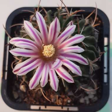 Stenocactus hastatus syn. Echinofossulocactus hastatus