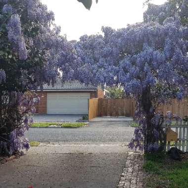 Wisteria sinensis