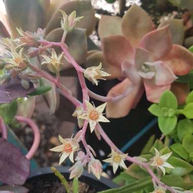 Graptopetalum Purple Haze