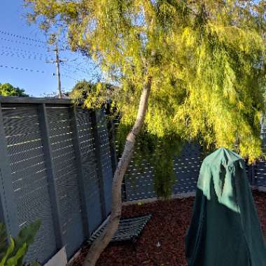 Acacia cognata 'Fettuccine'