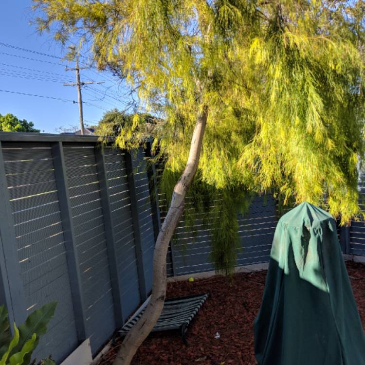 Plant image Acacia cognata 'Fettuccine'