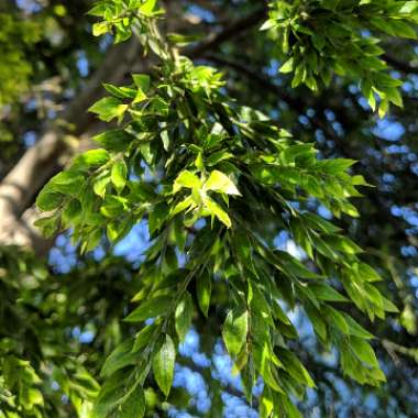 Acacia howittii