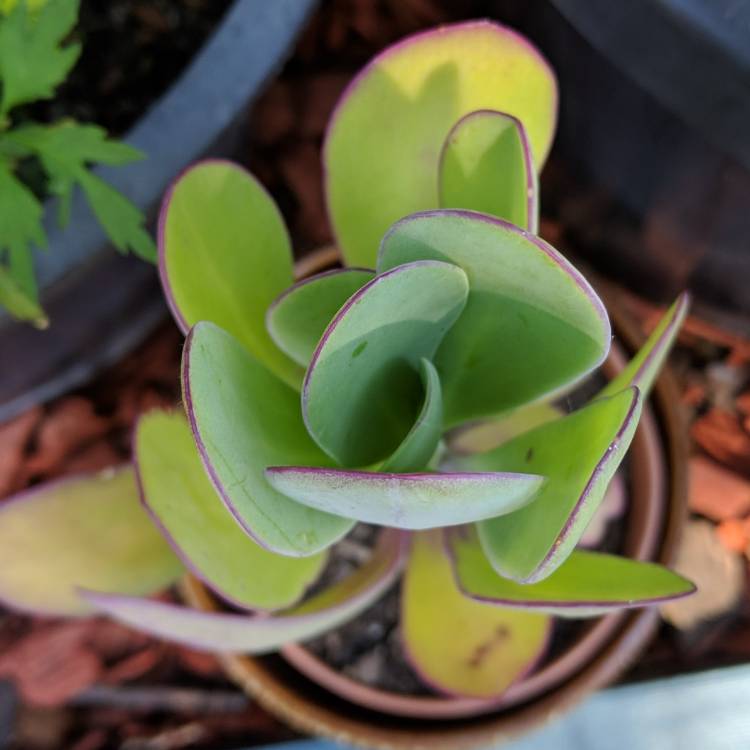 Plant image Senecio 'Purple Passion'