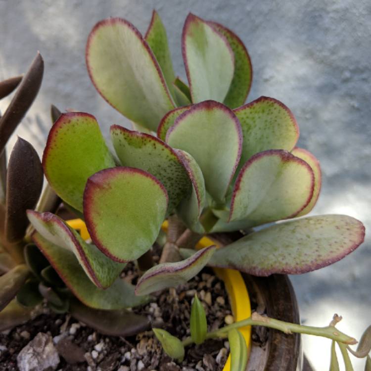 Plant image Cotyledon Macrantha Kermit