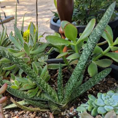 Gasteria