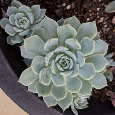 Echeveria Tippy