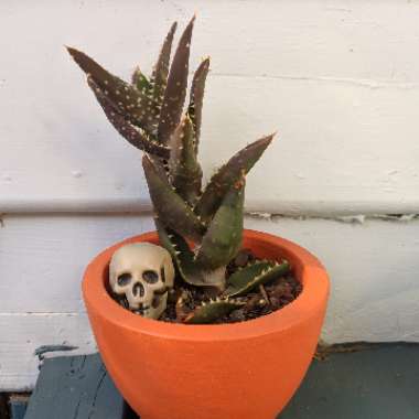 Aloe Distans