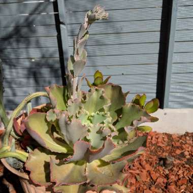 Echeveria Blue Curls