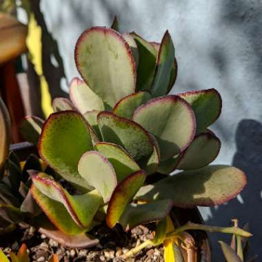 Cotyledon Macrantha Kermit