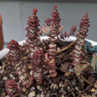 Crassula perforata x Crassula rupestris var marnieriana 'Baby Necklace'