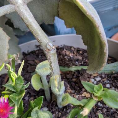 Kalanchoe Beharensis