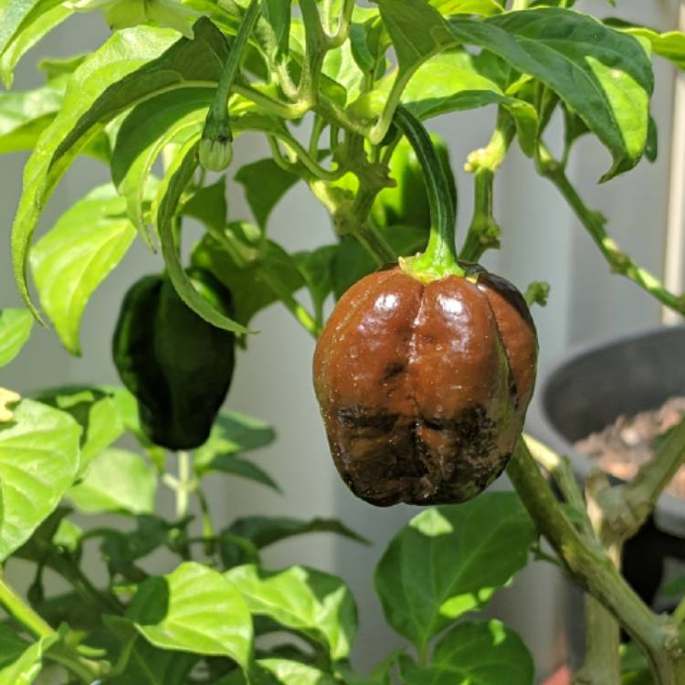 Plant image Capsicum chinense 'Chocolate Habanero'