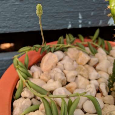 Senecio Radicans Glauca